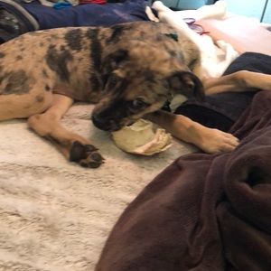 Meet your Posher, Harley